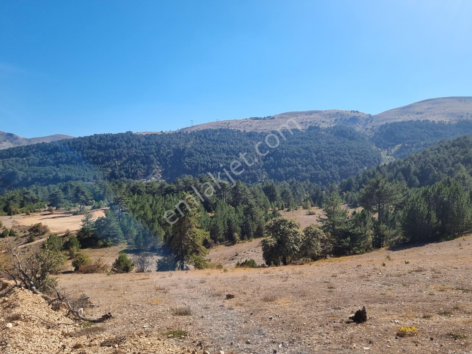 Bolu Mudurnu Dereköy Satılık Yola Cephe Fırsat Uygun Tarla - Görsel 18