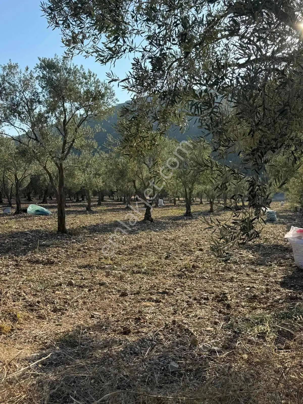 Akhisar Taşçılar Mahallesi Asfalt Yola Cepheli 2.981 M2 Tarla - Görsel 2