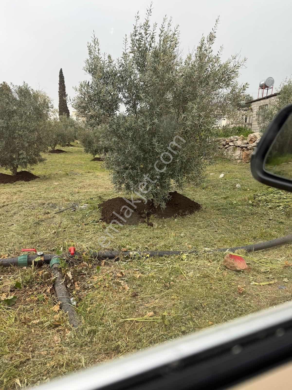 Erdemli Esenpınar Aglıcada Zeytin Bahcesi Köy İçi - Görsel 5