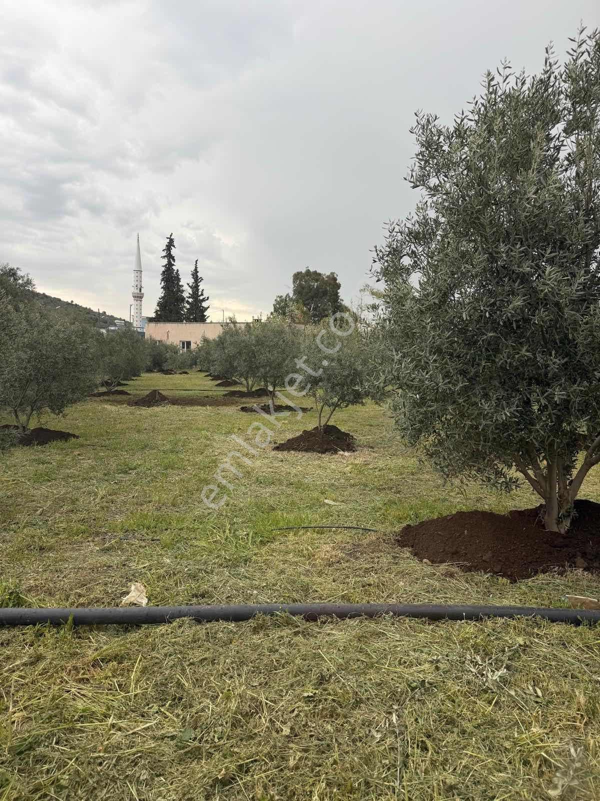 Erdemli Esenpınar Aglıcada Zeytin Bahcesi Köy İçi - Görsel 4