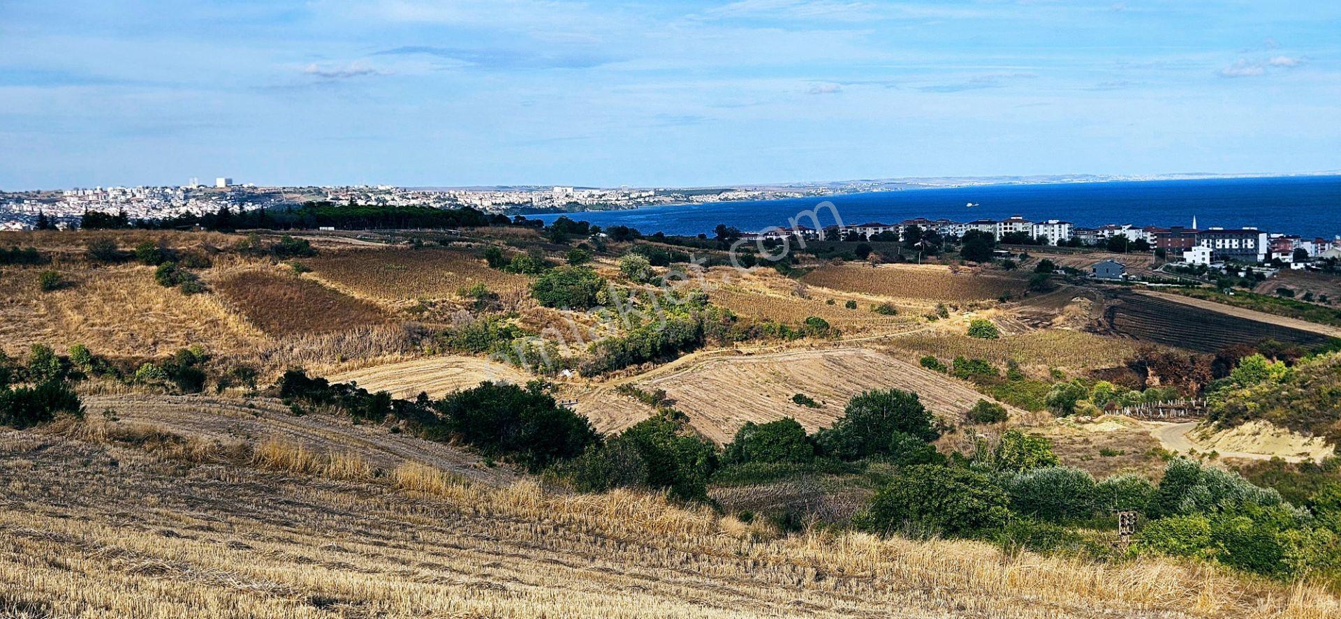 Tekirdağ Topağaç Mahallesinde Full Deniz Doğa Ve Şehir Manzaralı 1.150 M2 Villa İmarlı Yer - Görsel 34
