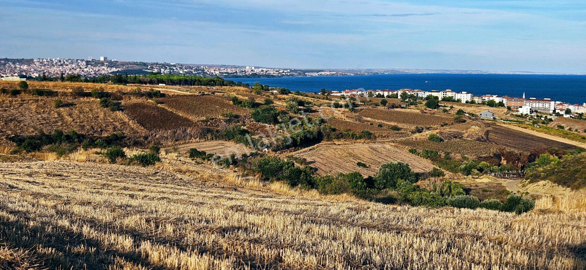 Tekirdağ Topağaç Mahallesinde Full Deniz Doğa Ve Şehir Manzaralı 1.150 M2 Villa İmarlı Yer - Görsel 6