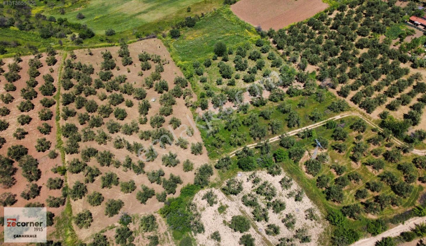 Çanakkale Bayramiç Saçaklı Köyünde Satılık 7990 M2 Zeytinlik - Görsel 14