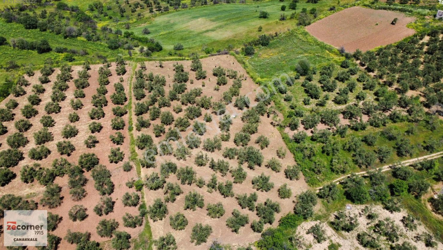 Çanakkale Bayramiç Saçaklı Köyünde Satılık 7990 M2 Zeytinlik - Görsel 8