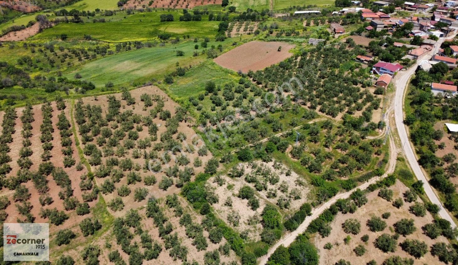 Çanakkale Bayramiç Saçaklı Köyünde Satılık 7990 M2 Zeytinlik - Görsel 11