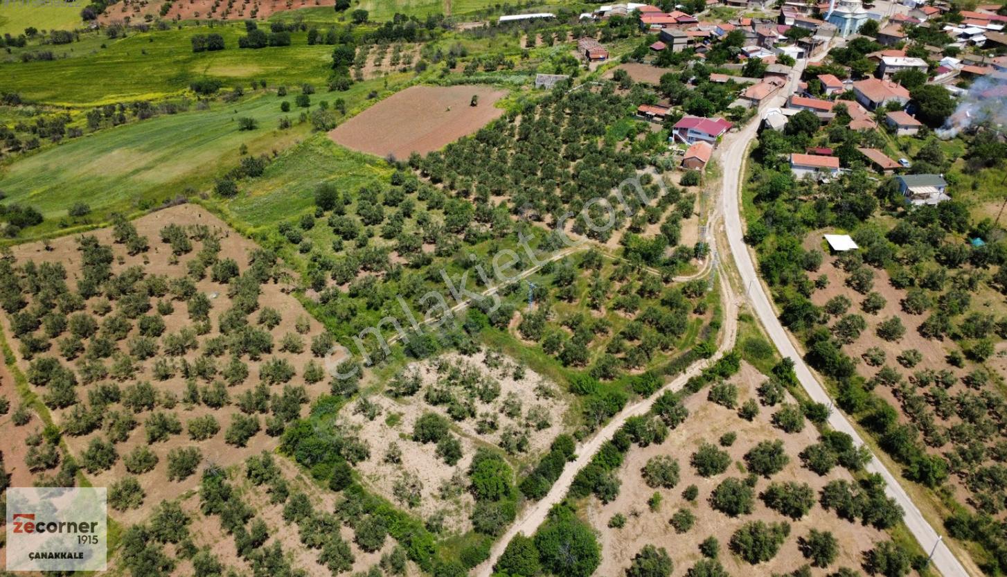 Çanakkale Bayramiç Saçaklı Köyünde Satılık 7990 M2 Zeytinlik - Görsel 12