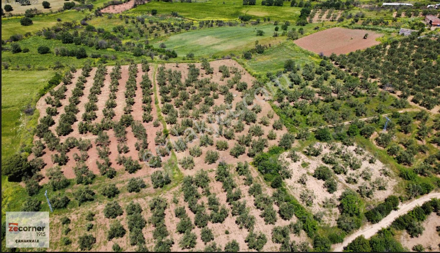 Çanakkale Bayramiç Saçaklı Köyünde Satılık 7990 M2 Zeytinlik - Görsel 9
