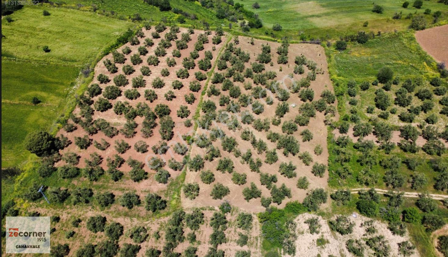Çanakkale Bayramiç Saçaklı Köyünde Satılık 7990 M2 Zeytinlik - Görsel 16