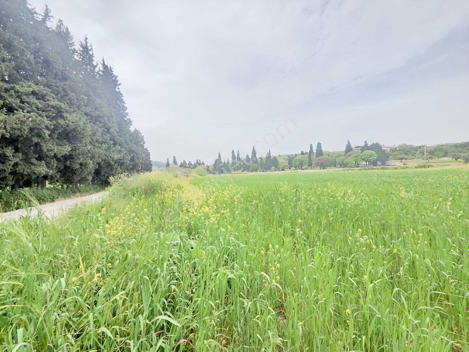 Foça Ilıpınar'da Anayola Yakın 10202 M2 Yatırımlık Satılık Tarla - Görsel 15