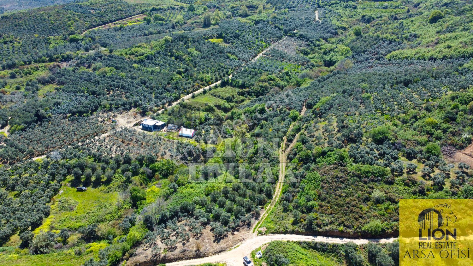 Lıon Emlak'tan Bandırma Sahil Yenice'de Deniz Manzaralı Yolu Açık Fırsat Zeytinlik - Görsel 23