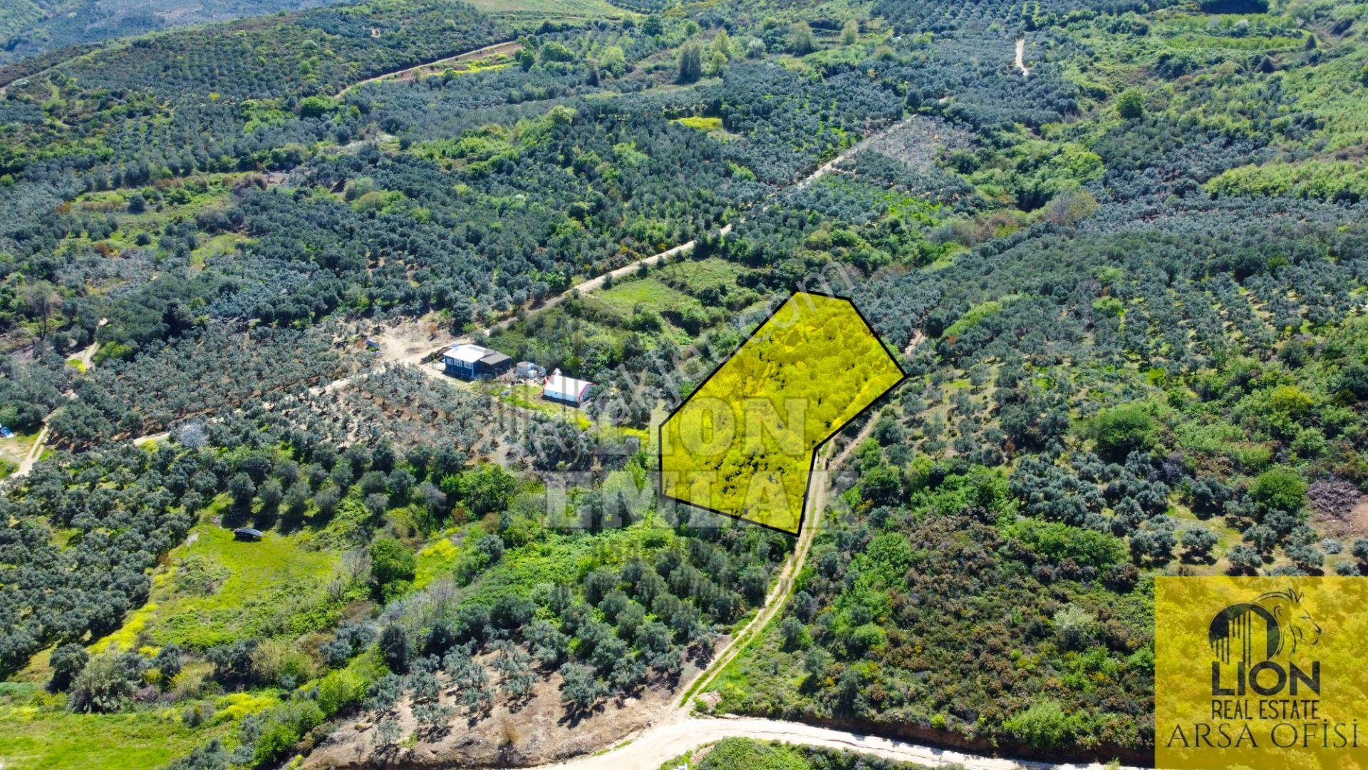 Lıon Emlak'tan Bandırma Sahil Yenice'de Deniz Manzaralı Yolu Açık Fırsat Zeytinlik - Görsel 2