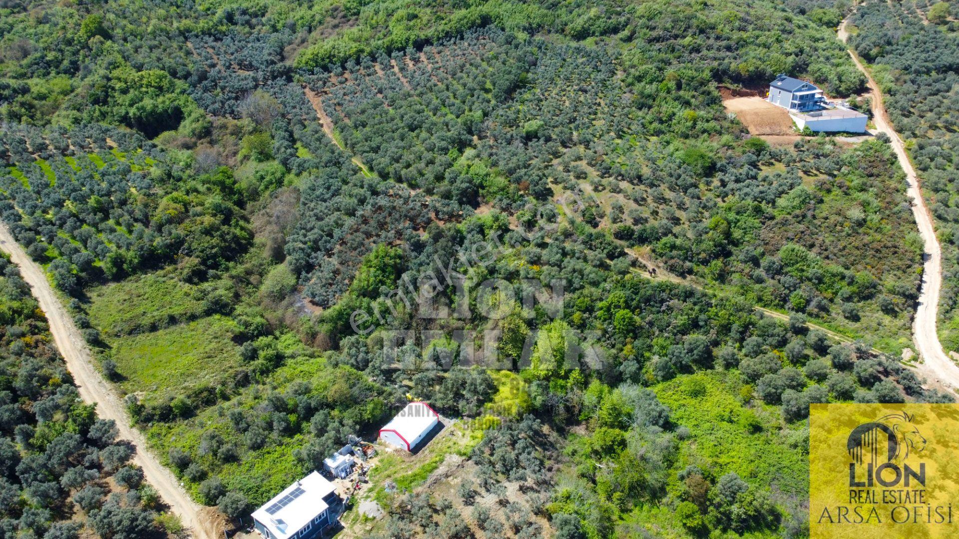 Lıon Emlak'tan Bandırma Sahil Yenice'de Deniz Manzaralı Yolu Açık Fırsat Zeytinlik - Görsel 17