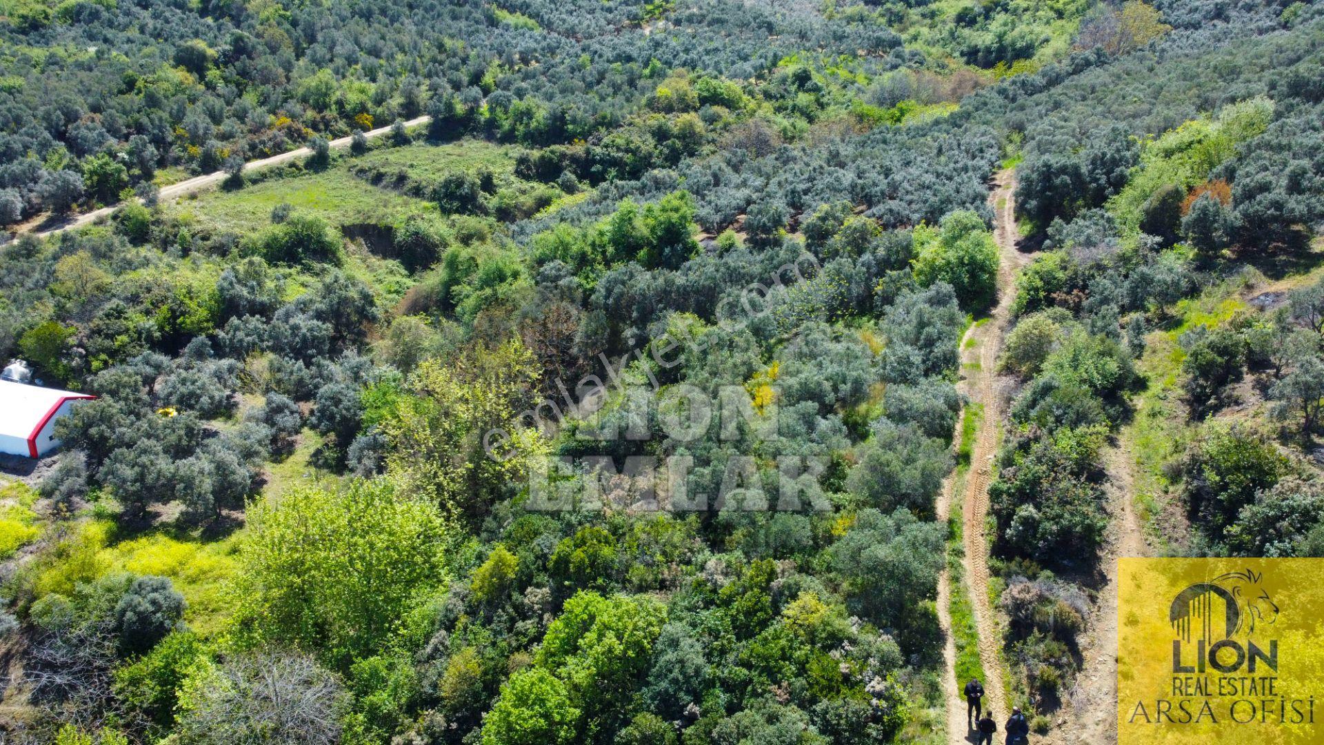 Lıon Emlak'tan Bandırma Sahil Yenice'de Deniz Manzaralı Yolu Açık Fırsat Zeytinlik - Görsel 28