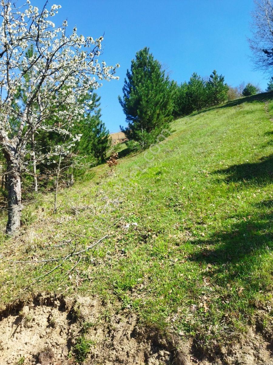 Orhaneli Göynükbelen'de Satılık 4.018 M2 Tarla - Görsel 4