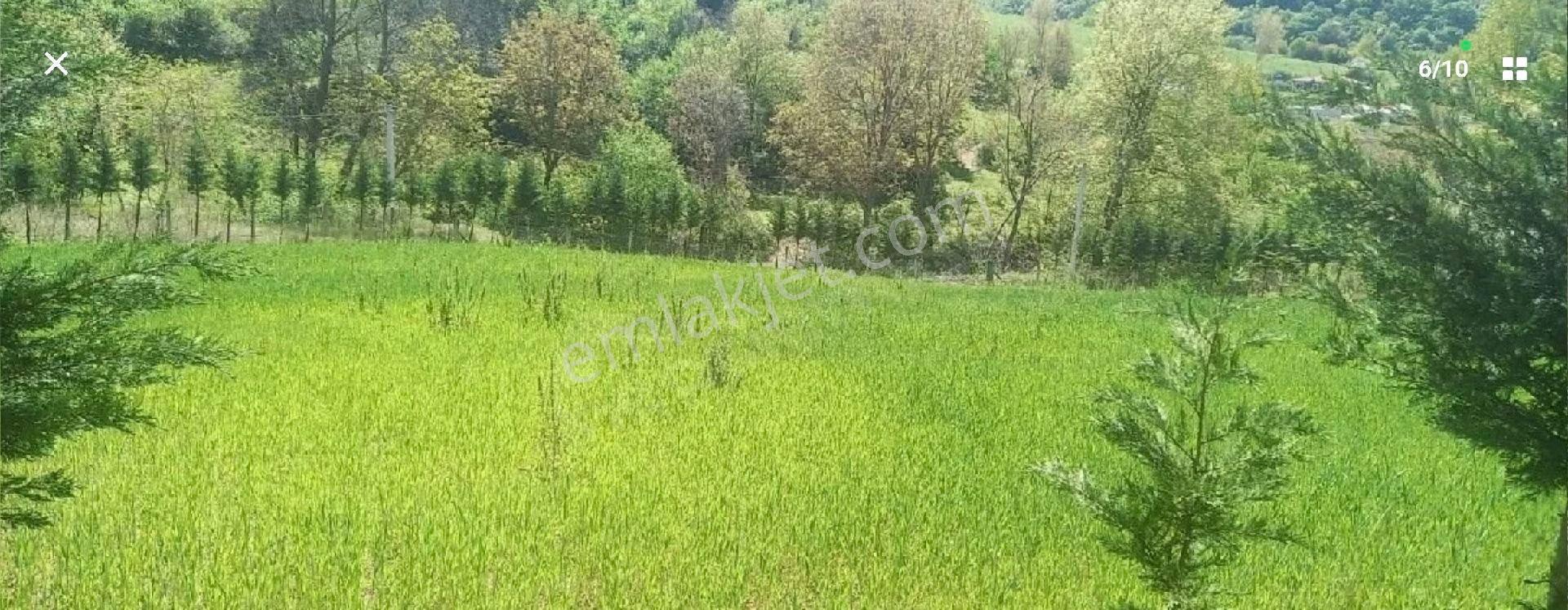 Nuh Gayrimenkul Avcı Köyde Acil Satılık 5113² %5 İmarlı Köşe Tarla - Görsel 3