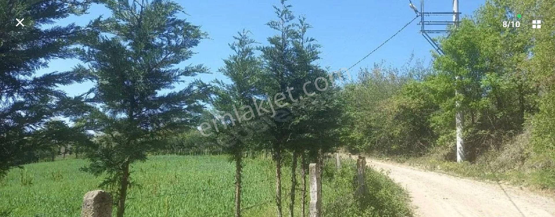 Nuh Gayrimenkul Avcı Köyde Acil Satılık 5113² %5 İmarlı Köşe Tarla - Görsel 9