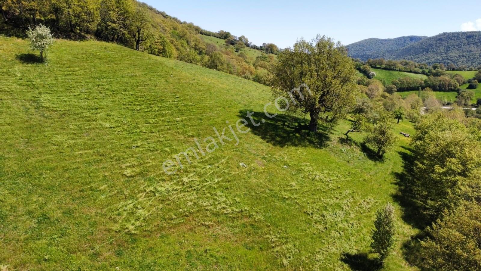 Balıkesir Gönen Gaybular Mahallesinde Ana Yol Üzerinde 17400m2 Satılık Tarla - Görsel 3
