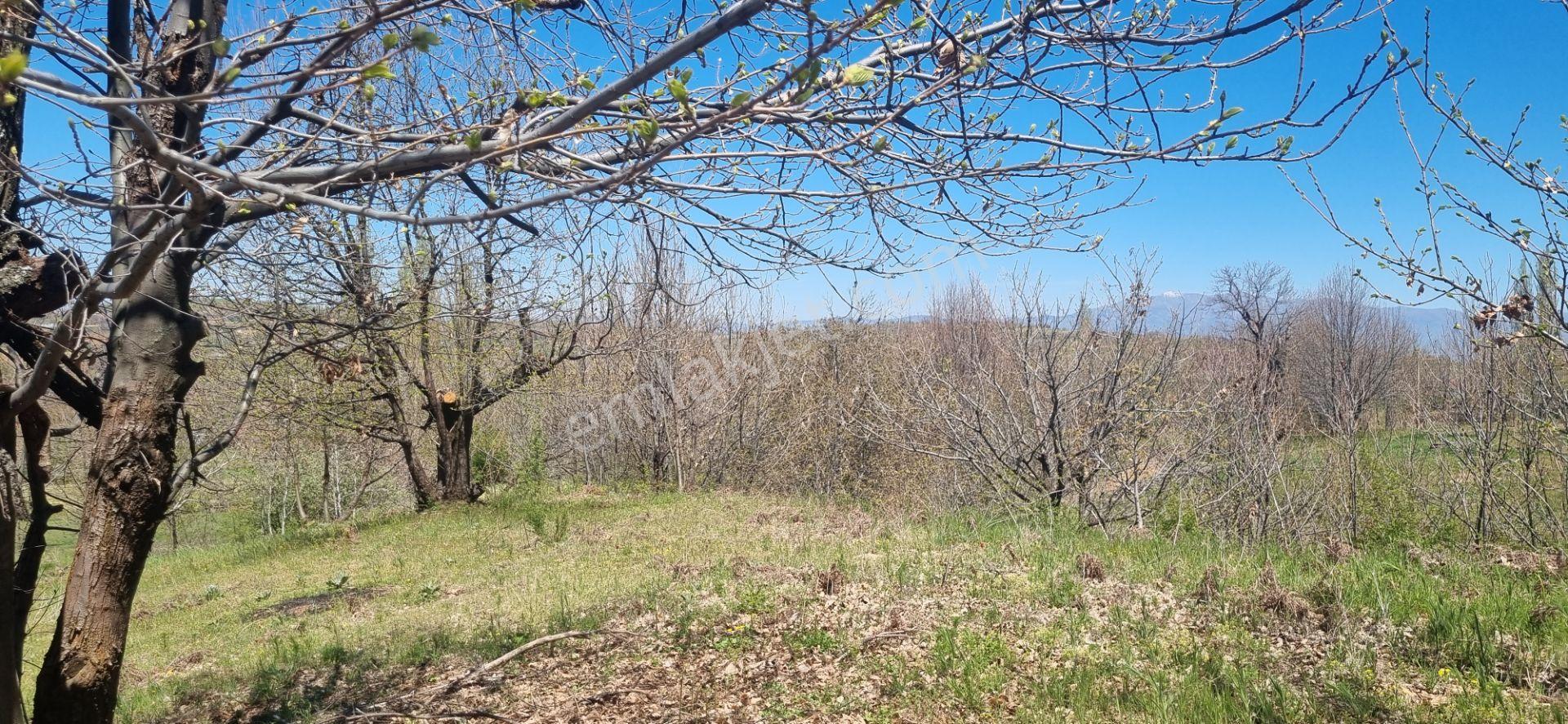 Aydın Nazilli Yöntem Emlak Beydağı Halıköy Ovacık Yaylasında Mahalleye Yakın Satılık Kestanelik - Görsel 19