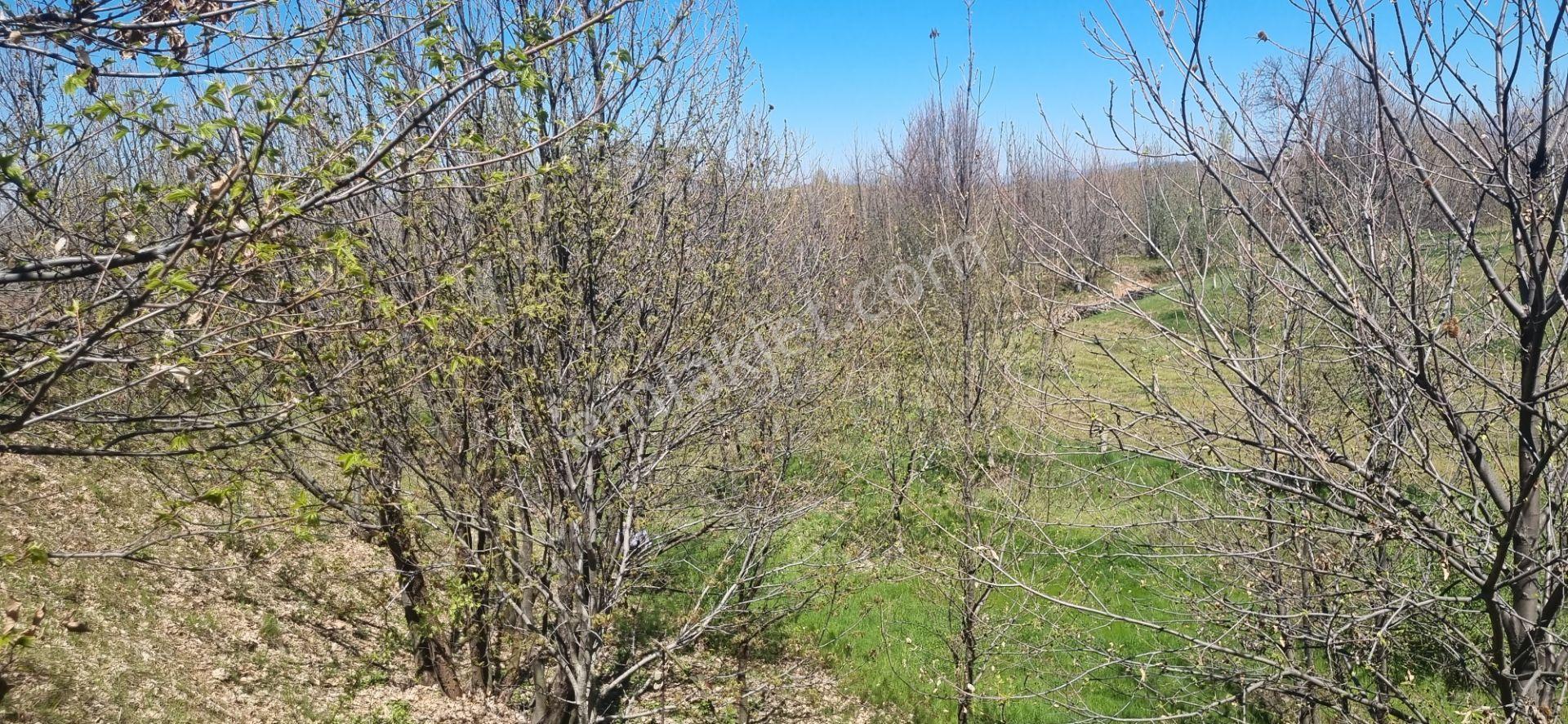 Aydın Nazilli Yöntem Emlak Beydağı Halıköy Ovacık Yaylasında Mahalleye Yakın Satılık Kestanelik - Görsel 23