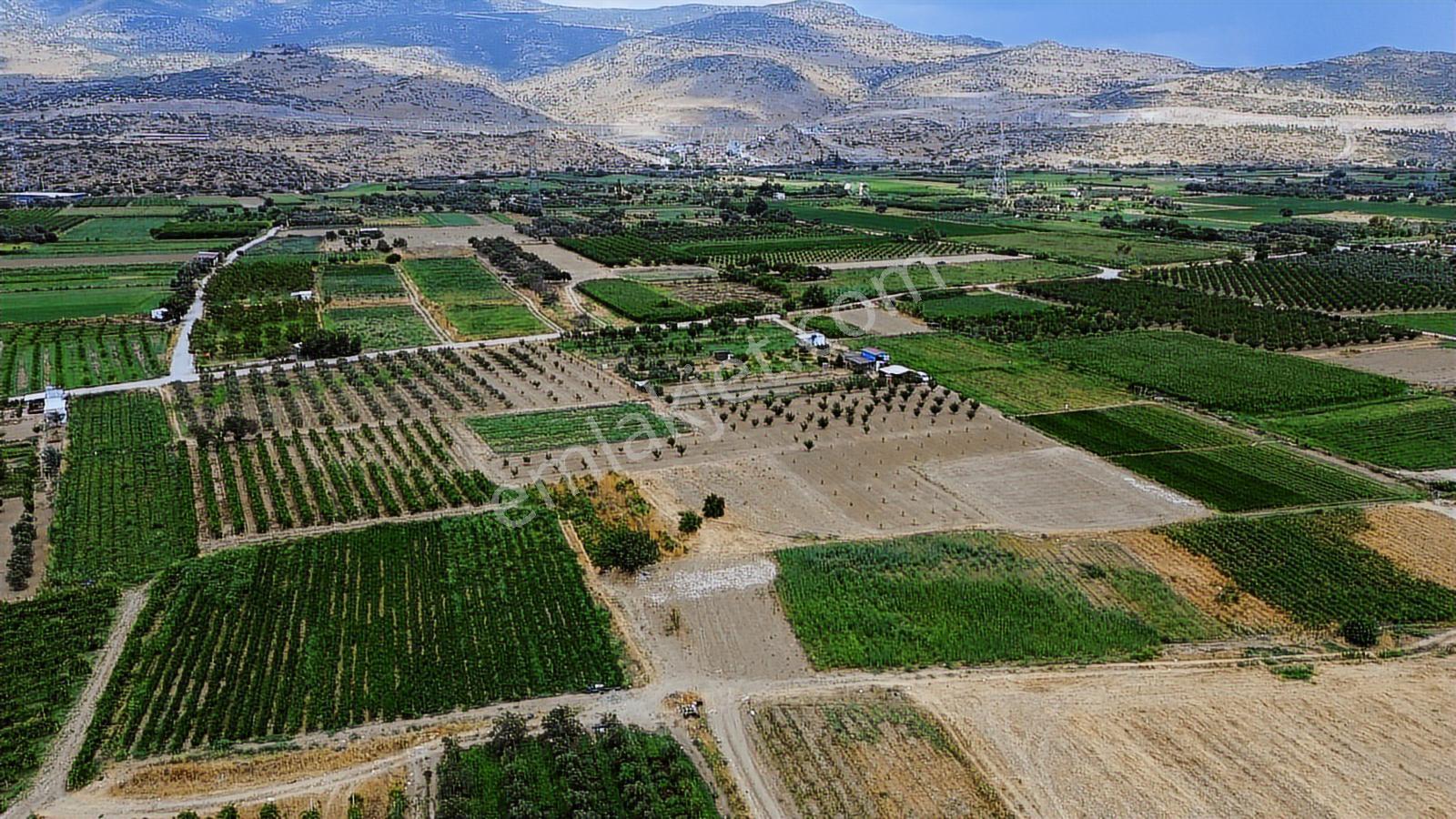 Menemen Doğaköyde Satılık 1773 M2 Tek Tapu Kayısı Bahçesi - Görsel 11