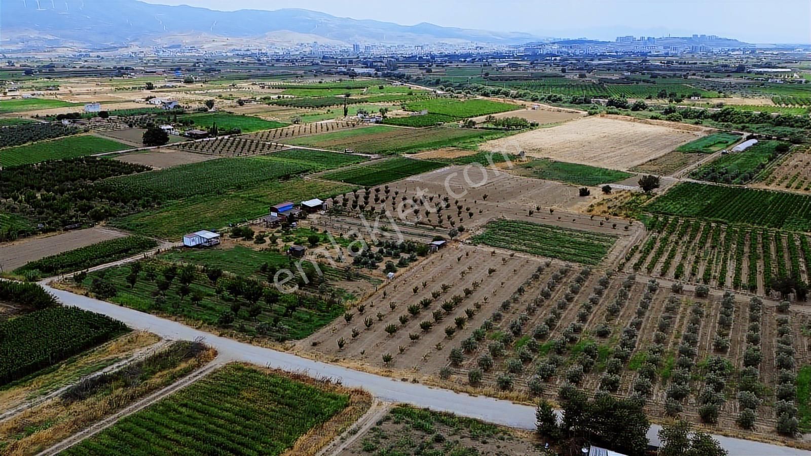 Menemen Doğaköyde Satılık 1773 M2 Tek Tapu Kayısı Bahçesi - Görsel 7