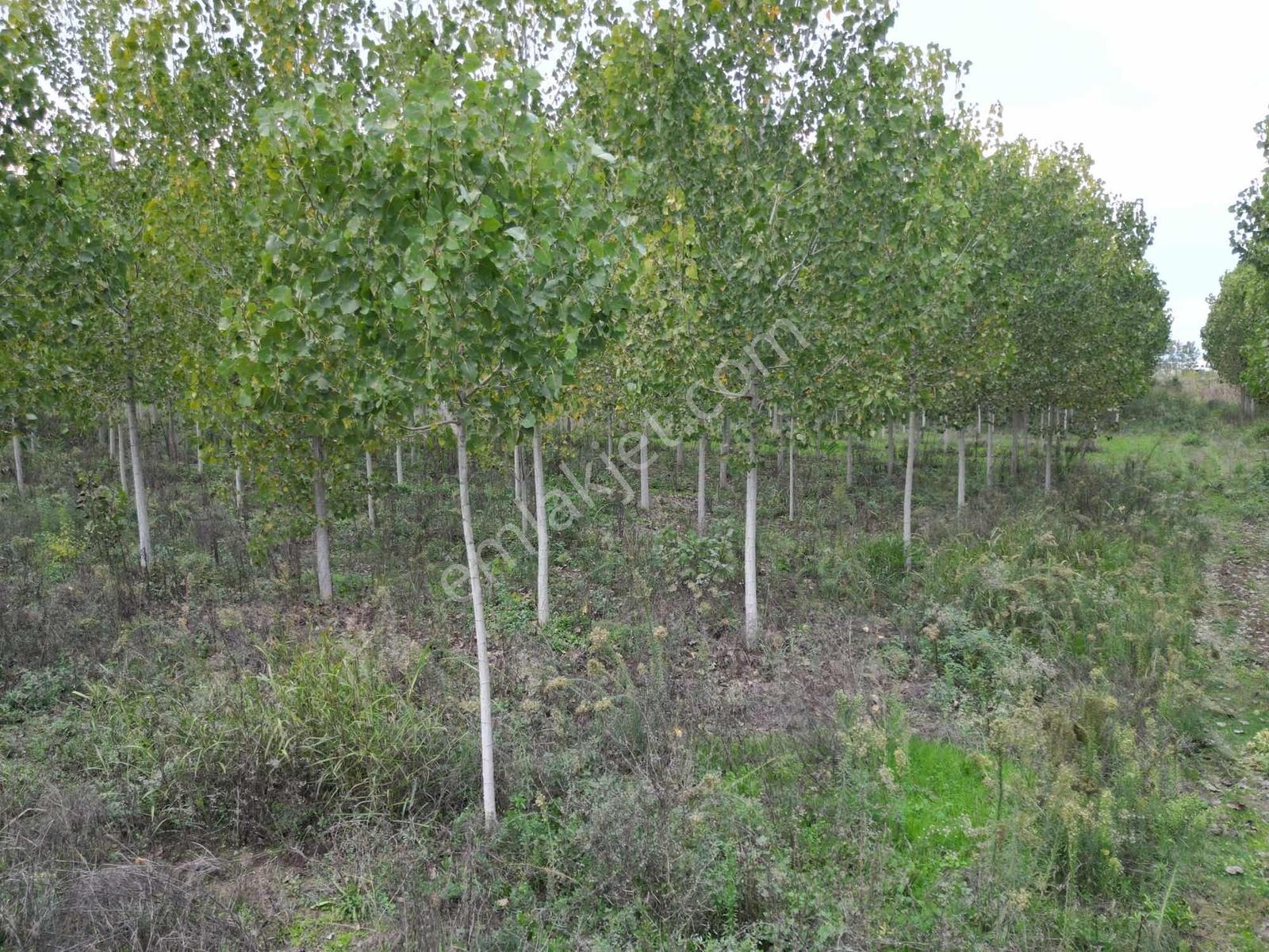 Yatırımlık/oturumluk Erenler Fırsat Arazi 24.620 M2 - Görsel 3