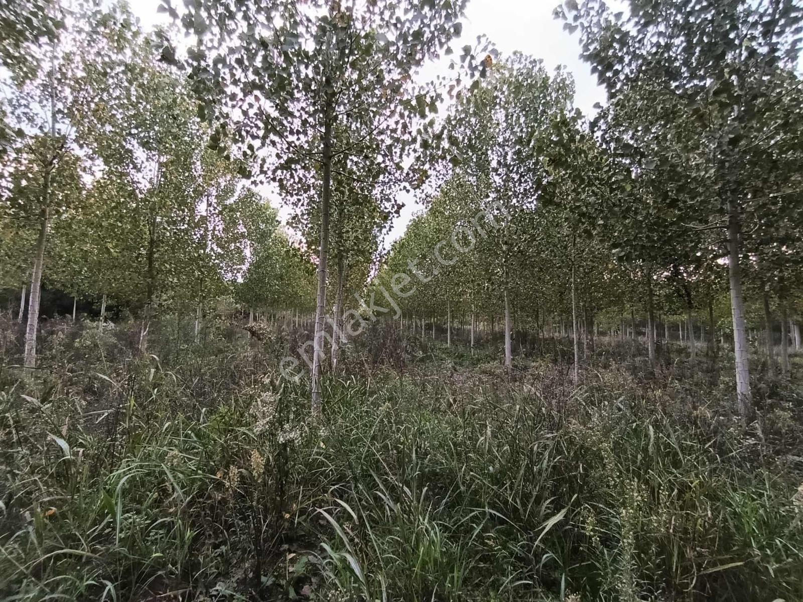 Yatırımlık/oturumluk Erenler Fırsat Arazi 24.620 M2 - Görsel 9