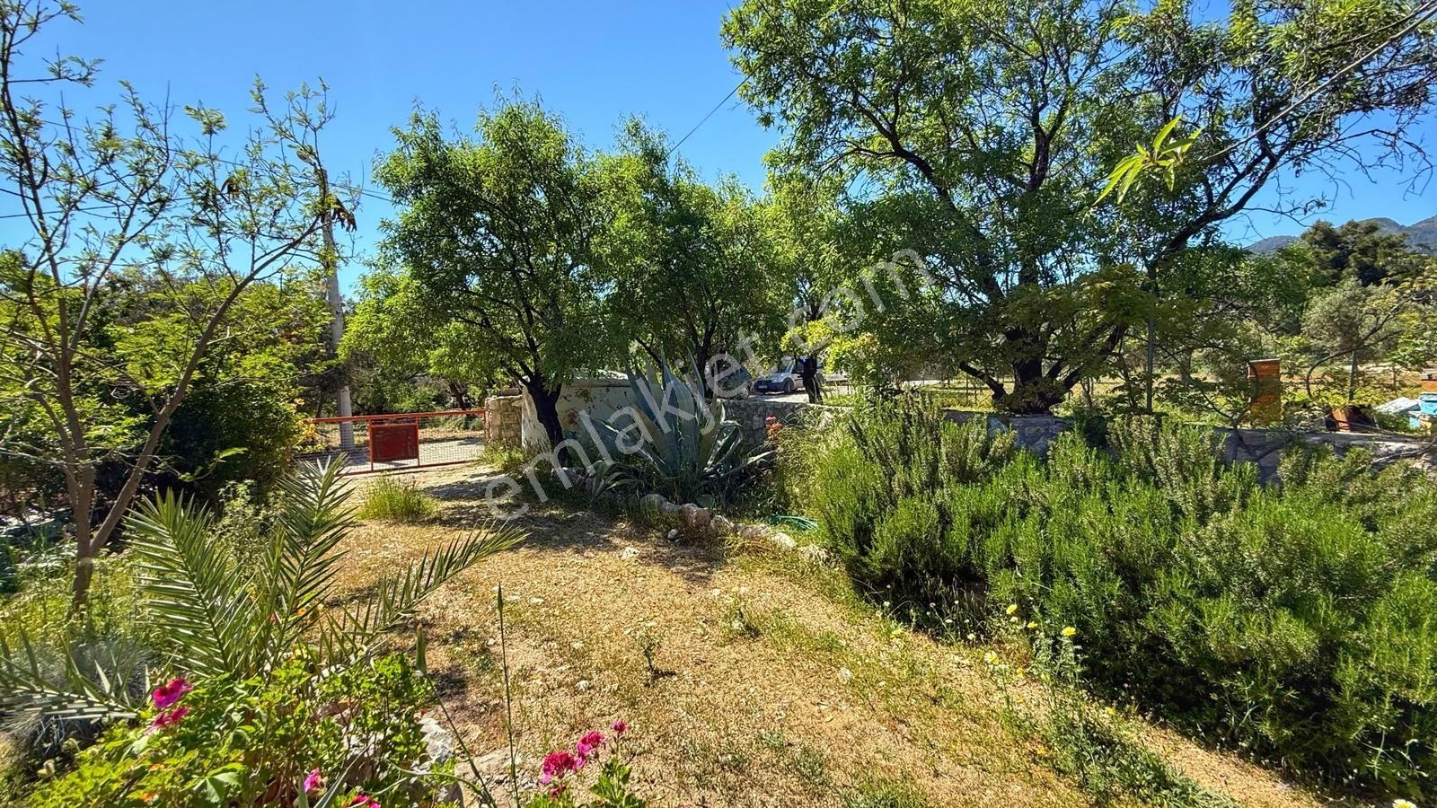 Datça Zeytincik'te Satılık 1200m² Doğa İçinde Özgün 3+1 Taş Ev - Görsel 19