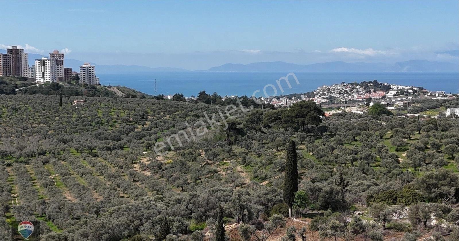 Şehır Merkezıne Yakın 11.268 M² Satılık Zeytınlık - Görsel 11