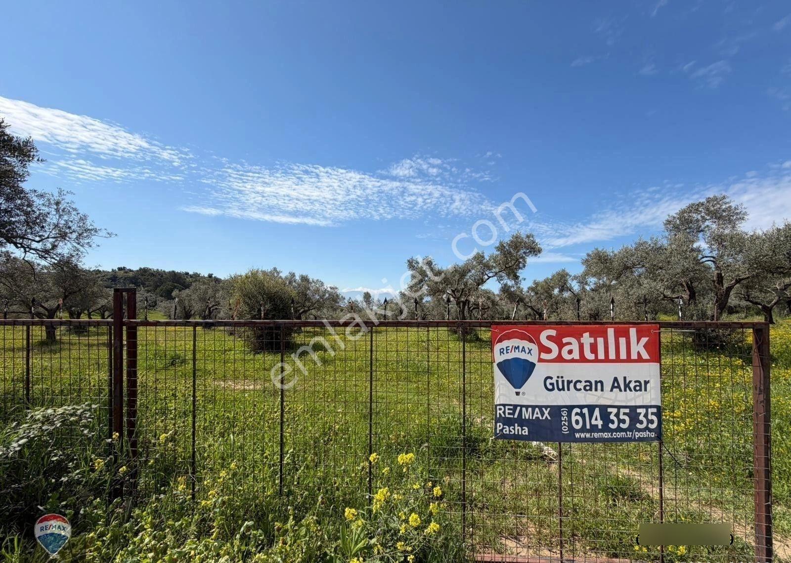 Şehır Merkezıne Yakın 15.033 M² Satılık Zeytınlık - Görsel 4