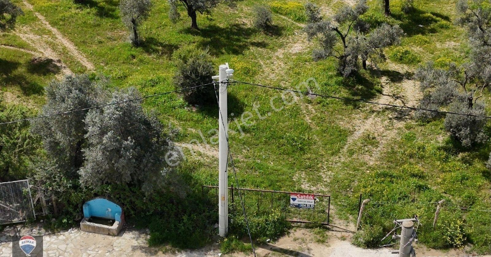 Şehır Merkezıne Yakın 15.033 M² Satılık Zeytınlık - Görsel 6