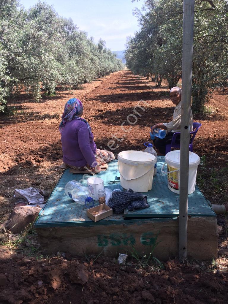 Muğla Menteşe Bayır'da Satılık Tarla Zeytinlik Çiftlik Yeri - Görsel 2