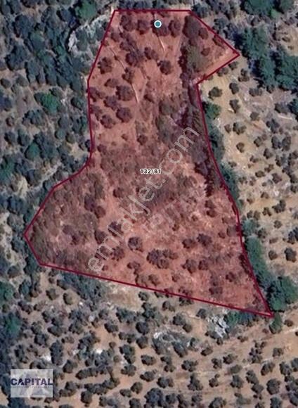 Balıkesir Edremit'te Yaklaşık 6000m2 Zeytinlik - Görsel 14