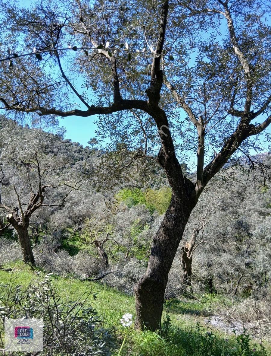 Muğla Milas Şenköyde Satılık Zeytinlik - Görsel 10