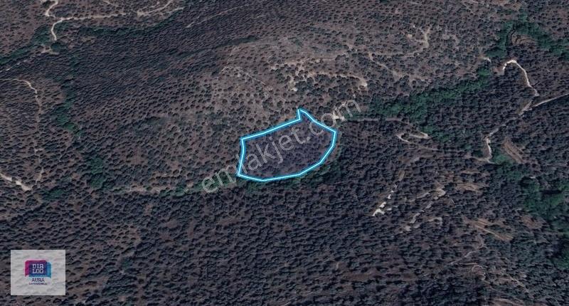 Muğla Milas Şenköyde Satılık Zeytinlik - Görsel 6
