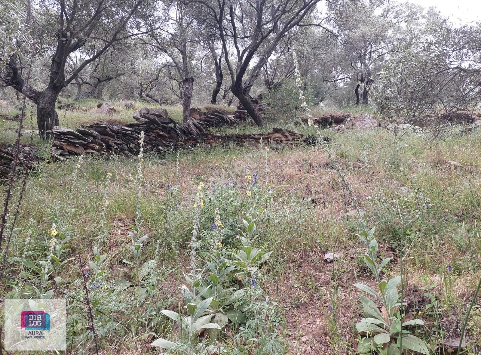 Muğla Milas Şenköyde Satılık Zeytinlik - Görsel 3