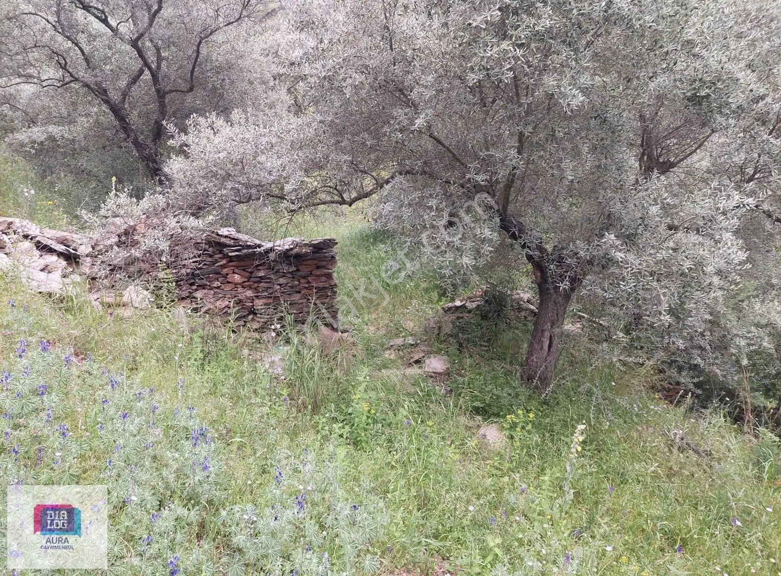 Muğla Milas Şenköyde Satılık Zeytinlik - Görsel 14