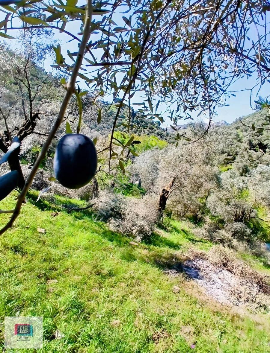 Muğla Milas Şenköyde Satılık Zeytinlik - Görsel 7