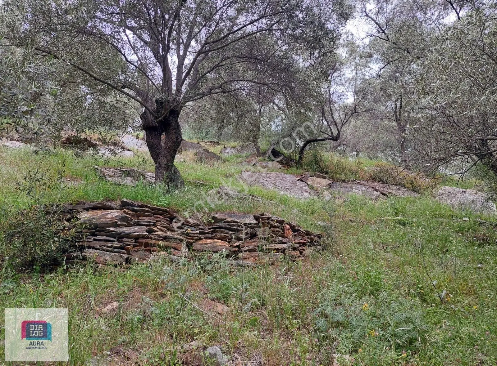 Muğla Milas Şenköyde Satılık Zeytinlik - Görsel 15