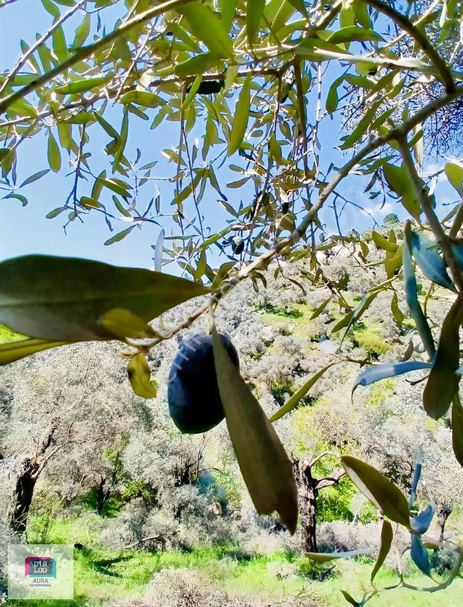 Muğla Milas Şenköyde Satılık Zeytinlik
