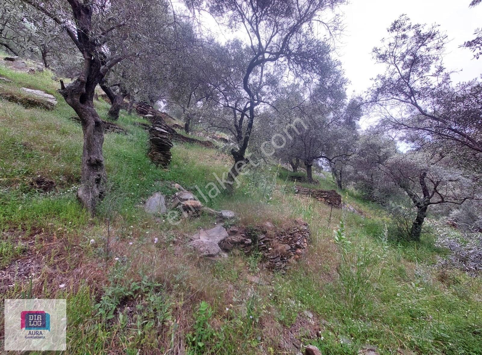 Muğla Milas Şenköyde Satılık Zeytinlik - Görsel 5