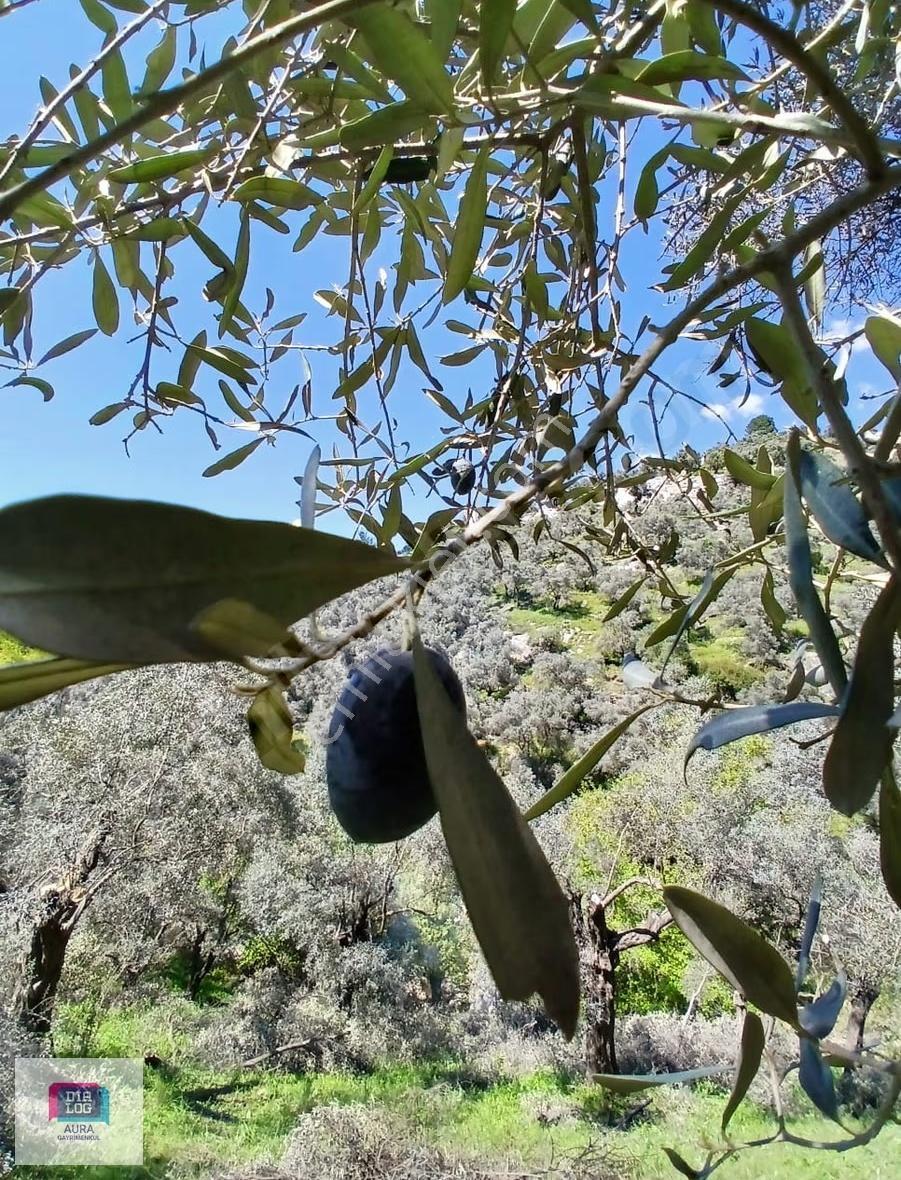Muğla Milas Şenköyde Satılık Zeytinlik - Görsel 13