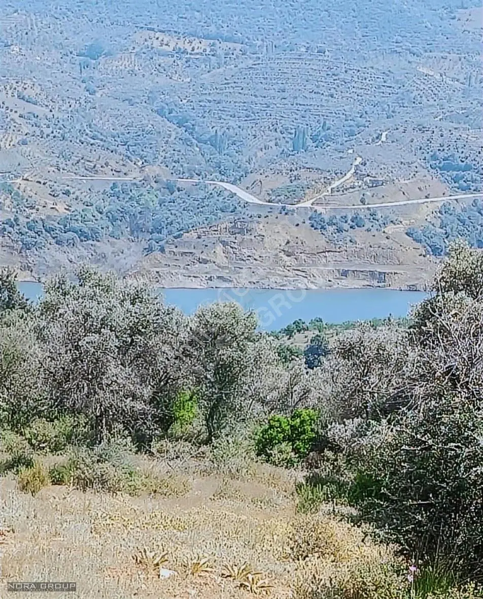 İzmir Bayındır Lutuflarda Satılık Zeytin Bahçesi