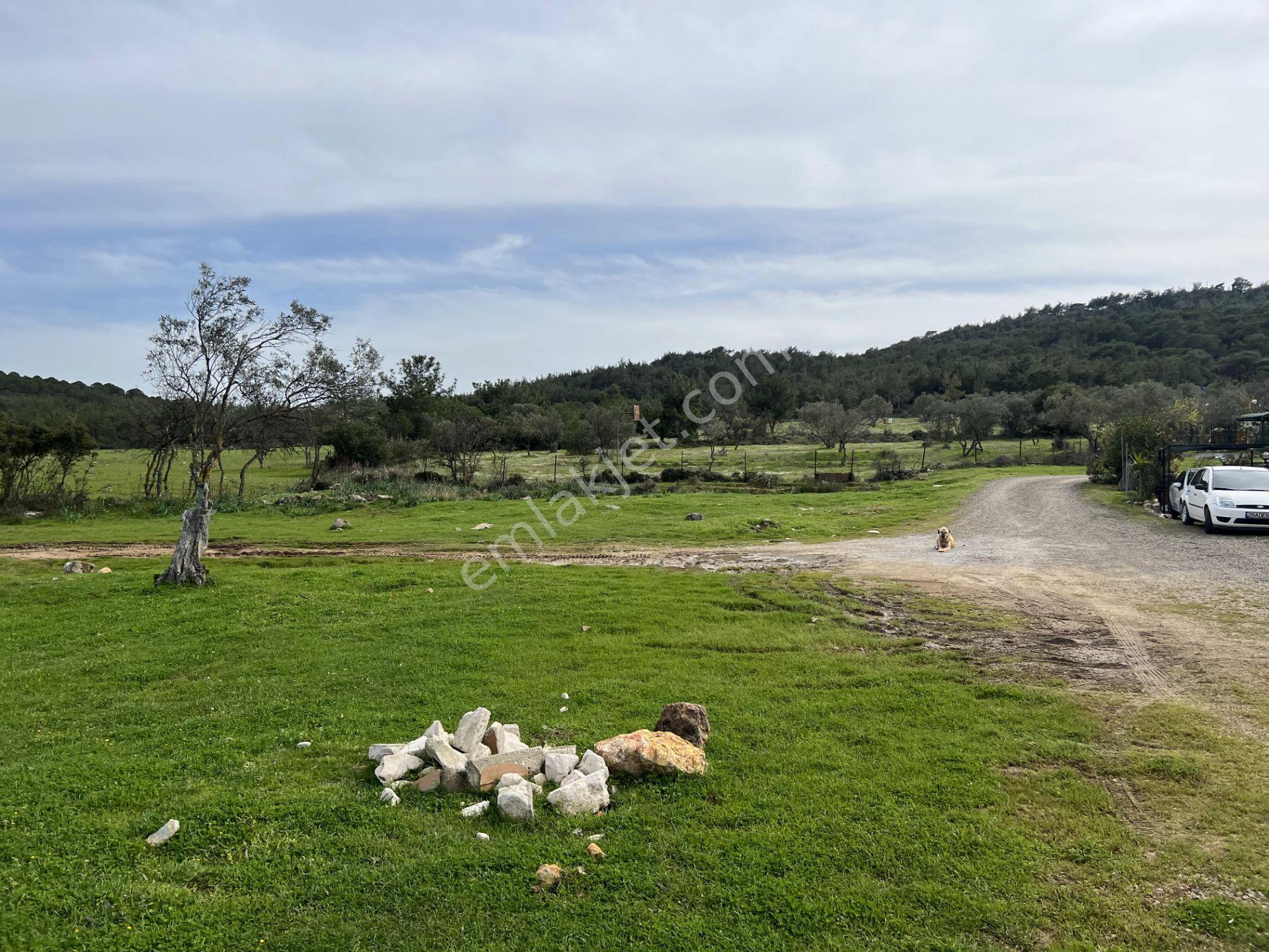 Ayvalık Camlık Ta Satılık 2540 Metre Kare Villa İmarlı Arsa - Görsel 13