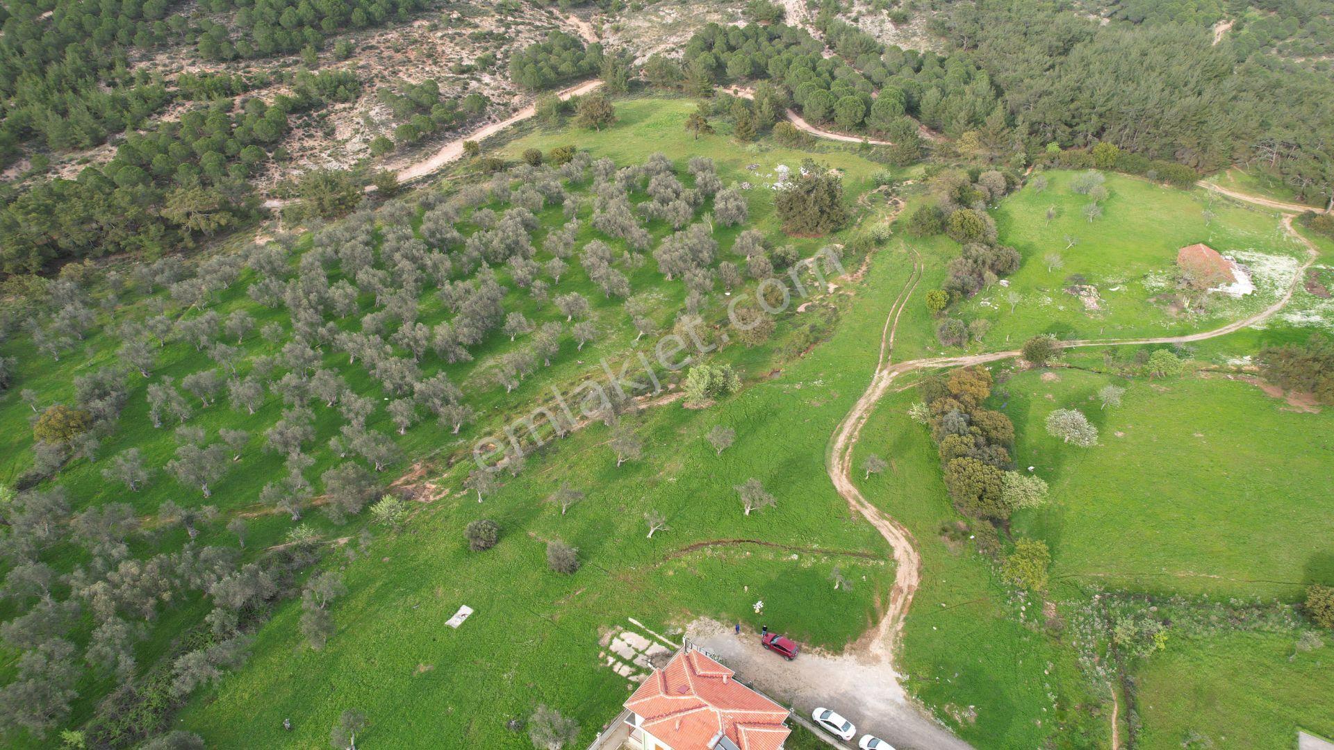 Ayvalık Camlık Ta Satılık 2540 Metre Kare Villa İmarlı Arsa - Görsel 4