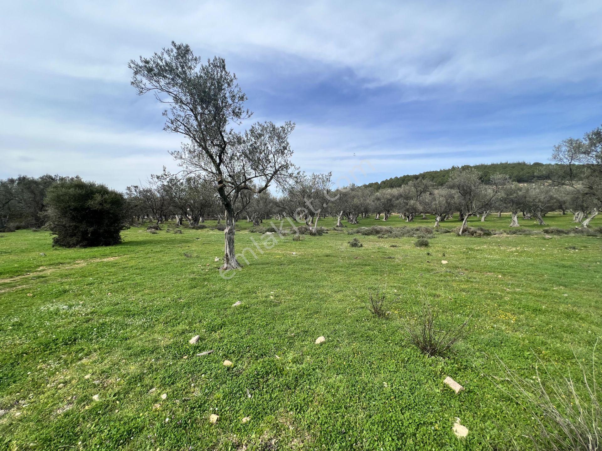 Ayvalık Camlık Ta Satılık 2540 Metre Kare Villa İmarlı Arsa - Görsel 12