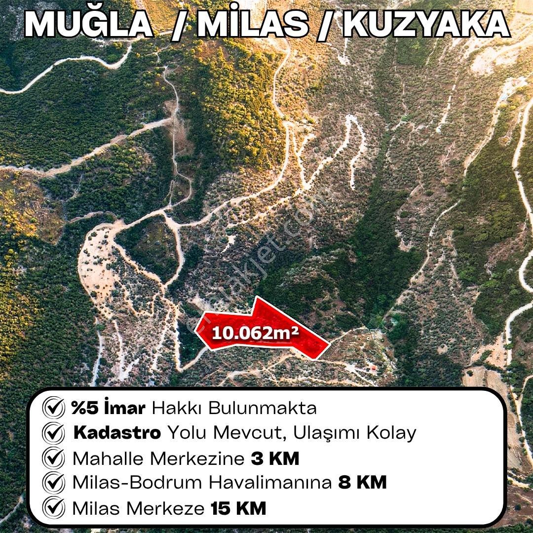 Milas Kuzyaka'da İyi Konumda Yatırımlık Zeytinlik - Görsel 4