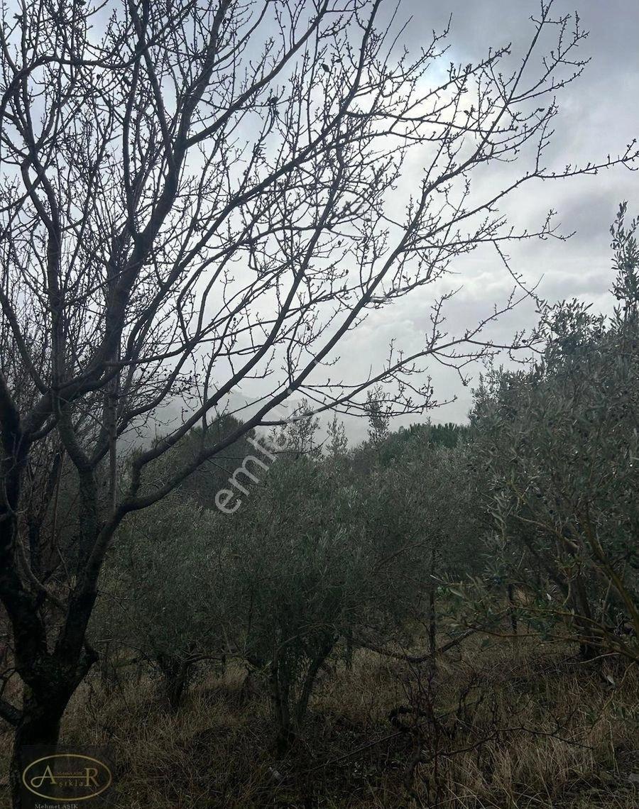Alıkesir Havran Kocaseyit Tel Örgülü Bakımlı Satılık Zeytinlik - Görsel 3