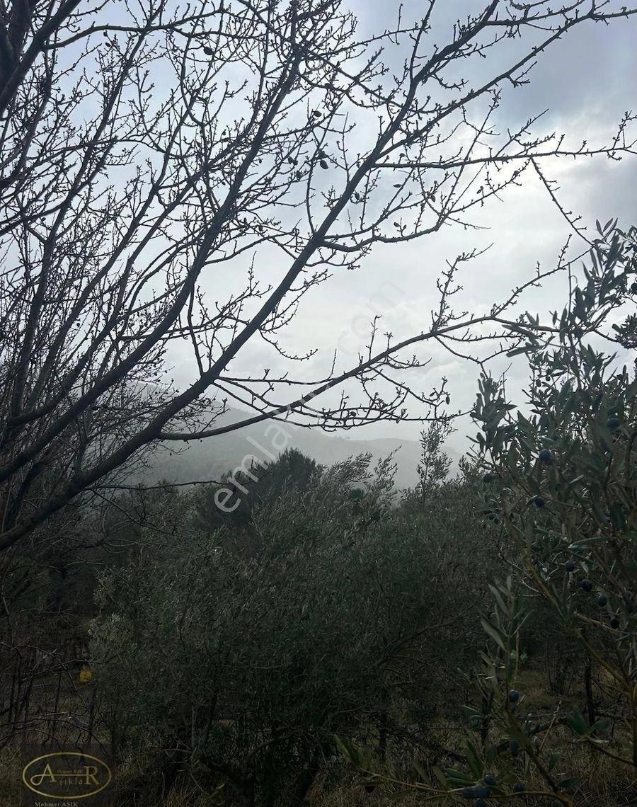 Alıkesir Havran Kocaseyit Tel Örgülü Bakımlı Satılık Zeytinlik - Görsel 4