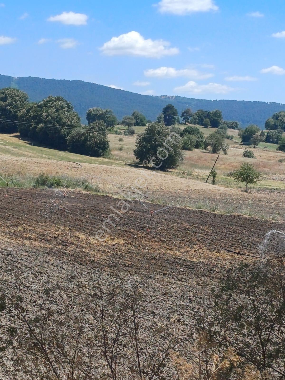 Balıkesir Dursunbey Hamzacık 4448m2 Satılık Tarla - Görsel 5